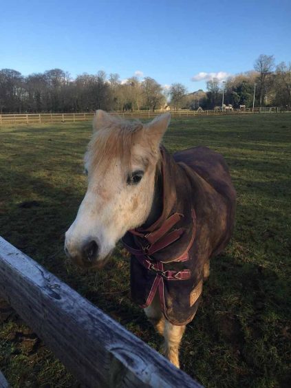 Lucknam Park, five star luxury hotel near Bath. Horses